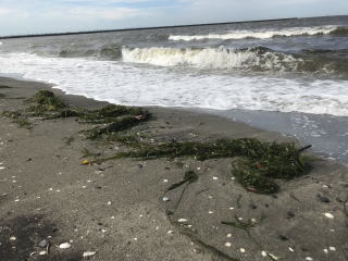 検見川の浜